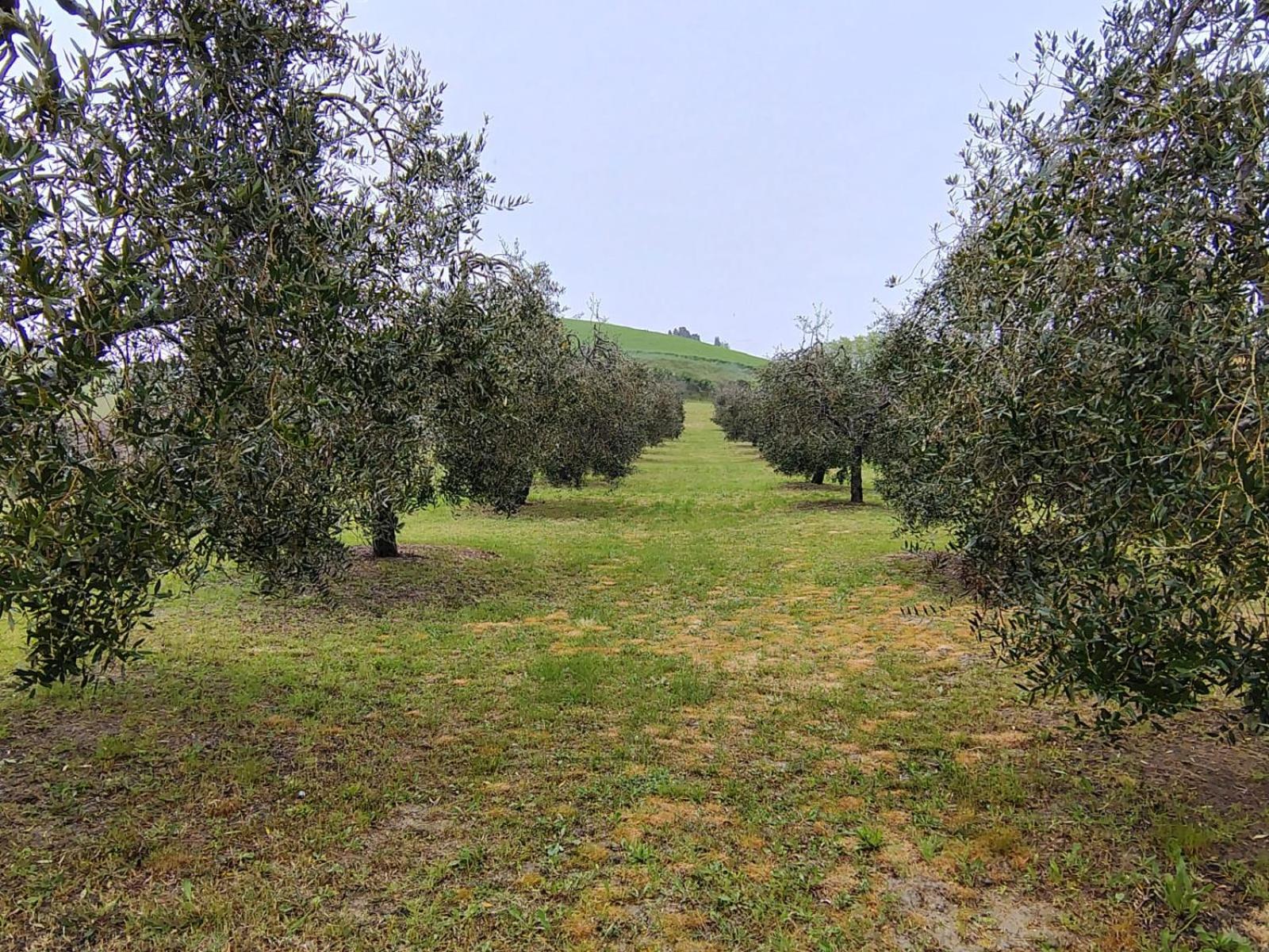 Casa Vacanze Podere San Giusto Вольтерра Екстер'єр фото